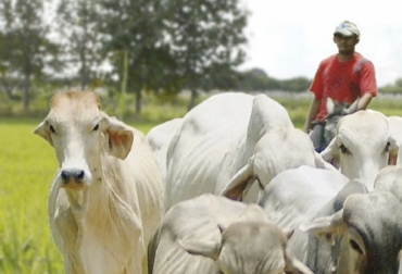 Los niveles de compra y venta de bovinos ha disminuido notablemente en casi todo el territorio del departamento de Sucre. Foto: elheraldo.co Ganadería, ganadería colombia, Ganadería colombiana, CONtexto ganadero, noticias ganaderas, noticias ganaderas colombia, comercialización, comercialización animales sucre, compra y venta de animales, bovinos, Subastar, subastas virtuales, ganaderos sucre, ganaderos, ganaderos colombia