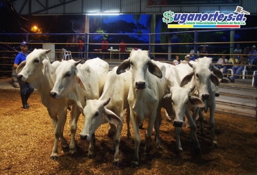 En la subasta de ayer se comercializaron de forma virtual 493 animales. Foto: Cortesía. Ganadería, ganadería colombia, noticias ganaderas, noticias ganaderas colombia, CONtexto ganadero, subastas, subastas suganorte, Suganorte, Norte del Valle, ganaderos del Valle, Ganaderos del Quindío, lina maría reyes, lina reyes suganorte