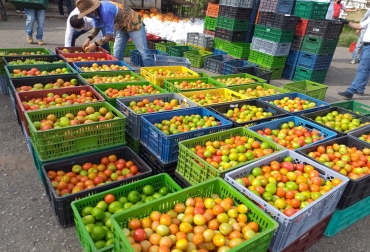 Productos como tomate, pimentón, habichuela y granadilla fueron intercambiados por los productores. Foto: Gobernación de Boyacá. Ganadería, ganadería colombia, noticias ganaderas, noticias ganaderas colombia, CONtexto ganadero, trueque, Boyacá, Gobernación de Boyacá, trueque boyacá, COVID-19, coronavirus, Sáchica, Nuevo Colón