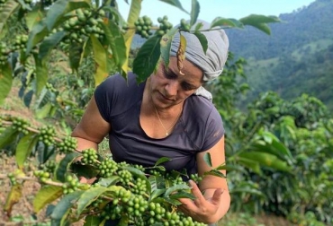 Una de las apuestas es renovar y sembrar 40 000 hectáreas de café. Foto: Gobernación del Tolima. ganadería, ganadería colombia, noticias ganaderas, noticias ganaderas colombia, contexto ganadero, tolima, agro tolima, agricultura tolima, economía tolima, crecimiento agrícola tolima, desarrollo agropecuario tolima, gobernación del tolima,