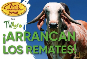 Usted puede inscribirse desde estos momentos para los remates que comenzarán en el mes de junio y se transmitirán por el canal Tv Agro los jueves a las 6 p. m. Foto: Cortesía remates virtuales, subastas, subastas colombia, venta de ganado Colombia, venta de ganado cebú en Colombia, remates de ganado cebú, Federación Colombiana de Ganaderos, fedegan, la Asociación Colombiana de Criadores de Ganado Cebú, Asocebú, el canal TV Agro, coronavirus, coronavirus Colombia, COVID-19, cuarentena, Ganadería, ganadería colombia, noticias ganaderas, noticias ganaderas colombia, CONtexto ganadero
