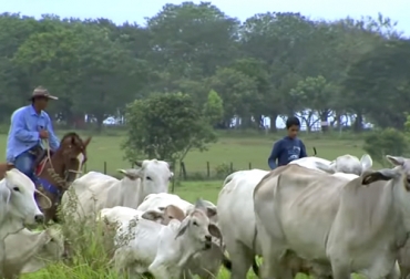 Los productores del departamento del Meta han visto cómo durante la pandemia los precios de los insumos se han aumentado y los problemas del transporte son mayores para sacar sus productos, de acuerdo con un estudio de la FAO. Foto: TvAgro Meta, FAO, insumos, transporte, productores, comercializadores, Alimentos, emergencia sanitaria, COVID-19, precios, ciclo productivo, crédito, Producción, Agricultura Familiar, huevos, platano, carne de pollo, café. leche, Ganadería, ganadería colombia, noticias ganaderas colombia, CONtexto ganadero