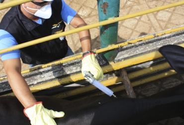 Los productores del Bajo Sinú esperan que los insumos para los vacunadores lleguen rápido y así iniciar con el ciclo. Foto: Fedegán Ganadería, ganadería colombia, noticias ganaderas, noticias ganaderas colombia, CONtexto ganadero, ganado bovino, I ciclo de vacunación 2020, ciclo de vacunación aftosa y brucelosis bovina, eventualidades ciclo de vacunación, vacunación 2020, vacunación 2020 bajo sinú, dificultades vacunación bajo sinú, falta de insumos vacunación, Vacunadores, vacunadores bajo sinú, ganaderos, Ganaderos bajo Sinú, ganaderos colombia