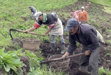 La falta de transporte para sacar la producción es una de las mayores preocupaciones de los productores de Nariño que a pesar de contar con las cosechas no tienen cómo comercializarlas. Foto: hsbnoticias.com FAO, Nariño, abastecimiento, Alimentos, Pasto, transporte, Vías, productos agropecuarios, unidades productivas, comercialización, insumos, crédito, Ganadería, ganadería colombia, noticias ganaderas colombia, CONtexto ganadero