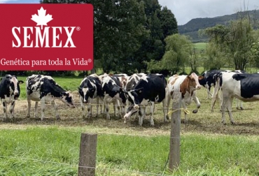 El primer remate de Comercializadora Virtual ha sido organizado por Semex Colombia Ltda. y contará con ejemplares de destacadas ganaderías como Agropecuaria Chuco. Foto: Semex Genética para la vida, Semex Colombia, remates virtuales, subastas colombia, venta de ganado Colombia, venta de ganado cebú en Colombia, remates de ganado cebú, Federación Colombiana de Ganaderos, fedegan, la Asociación Colombiana de Criadores de Ganado Cebú, Asocebú, el canal TV Agro, coronavirus, coronavirus Colombia, COVID-19, cuarentena, Ganadería, ganadería colombia, noticias ganaderas, noticias ganaderas colombia, CONtexto ganadero