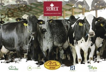 En este remate se comercializaron ejemplares descendientes de toros del catálogo de Semex. Foto: Semex Colombia Balance primer remate, Genética para la vida, Semex Colombia, remate Semex 18 de junio de 2020, remates virtuales, subastas colombia, venta de ganado Colombia, venta de ganado cebú en Colombia, remates de ganado cebú, Federación Colombiana de Ganaderos, fedegan, la Asociación Colombiana de Criadores de Ganado Cebú, Asocebú, el canal TV Agro, coronavirus, coronavirus Colombia, COVID-19, cuarentena, Ganadería, ganadería colombia, noticias ganaderas, noticias ganaderas colombia, CONtexto ganadero