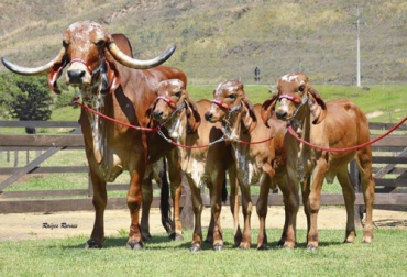 El gerente de la firma de biotecnología Embriogenex, Julio Olaya, afirmó que aspiran a lanzar el servicio de clonación de bovinos de forma comercial en agosto de este año. Foto: embriogenex.com Clonación, clonación ganadera, aplicaciones de la clonación en la ganadería, clonación en bovinos ventajas y desventajas, Nuevas biotecnologías reproductivas en Colombia, biotecnologías reproductivas ganado bovino Colombia, Julio Olaya, Embriogenex, clonación, transgénicos, coronavirus, coronavirus Colombia, COVID-19, cuarentena, Ganadería, ganadería colombia, noticias ganaderas, noticias ganaderas colombia, CONtexto ganadero