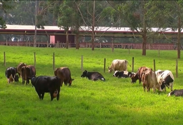 Los interesados deben tener mínimo 10 vientres disponibles para poder participar en el proyecto. Foto: Gobernación del Caquetá. Ganadería, ganadería colombia, noticias ganaderas, noticias ganaderas colombia, CONtexto ganadero, mejoramiento genético para ganaderos de caquetá, convocatoria mejoramiento genético en caquetá, ganadería del caquetá, gobernación del caquetá mejoramiento genético, john fredy criollo, secretario de agricultura del caquetá