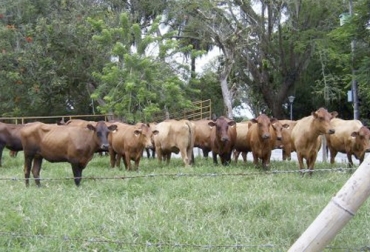 El departamento del Cauca está pasando por una crisis a raíz de la COVID-19, pues hay una disminución en la comercialización de los animales. Foto: ventadeganado.com Ganadería, ganadería colombia, noticias ganaderas, noticias ganaderas colombia, CONtexto ganadero, ganaderos, ganaderos cauca, ganaderos colombia, comercialización ganado, comercialización ganado en cauca, Venta de ganado, venta de ganado en cauca, productores leche, productores leche cauca, productores leche Colombia, productores leche informal, disminución precio ganado cauca