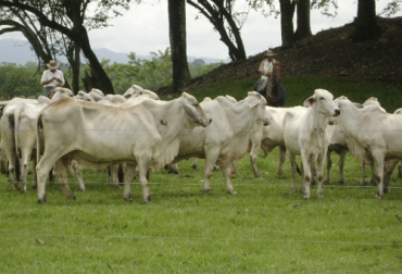 Los ganaderos del departamento del Meta están pasando por un agradable momento ya que el clima y la comerciaización han jugado a su favor. Foto: ica.gov.co Ganadería, ganadería colombia, noticias ganaderas, noticias ganaderas colombia, CONtexto ganadero, ganaderos, ganaderos colombia, ganadero del Meta, Productores del Meta, verano en el meta, Invierno en el Meta, temporada de lluvias en el Meta, comercialización de ganado en el Meta, ganado de ceba en el Meta, departamento del Meta, lluvias en el Meta