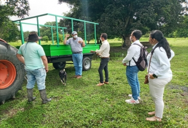 En total se van a cosechar 240 toneladas de maíz. Foto: Gobernación del Casanare. Ganadería, ganadería colombia, noticias ganaderas, noticias ganaderas colombia, CONtexto ganadero, Casanare, Ganaderos del Casanare, silo de maíz casanare, ruv casanare, 240 toneladas de maíz cansare, ensilaje maíz casanare