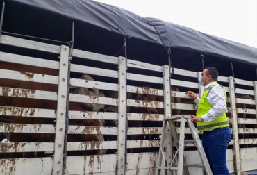 Los productores piden al Gobierno capturar a los contrabandistas, pero no afectar al resto de ganaderos del departamento. Foto: Gobernación de Norte de Santander. ganadería, ganadería colombia, noticias ganaderas, noticias ganaderas colombia, contexto ganadero, zonificación, zonificación ganadera, oie zonificación ganadera, 4 zonas ganaderas colombia, oie colombia, colombia libre de aftosa, josé félix lafuarie zonificación ganadera, ganaderos de norte de santander zonificación, ganaderos de la guajira zonificación,