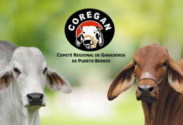 Coregan quiere impulsar las charlas mediante el uso de aplicaciones virtuales en las cuales se puedan participar los productores. Foto: facebook.com/coreganptoberrio Ganadería, ganadería colombia, noticias ganaderas, noticias ganaderas colombia, CONtexto ganadero, ganaderos, ganaderos colombia, coregán, ganaderos coregá, ganaderos puerto berrio, comité ganaderos de puerto berrio, capacitaciones coregán, charlas coregan, charlas virtuales, pandemia, pandemia coronavirus, guías de movilización