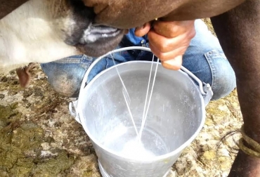 Hoy los productores del Quindío están satisfechos con la labor que han cumplido las empresas industriales al recolectar la leche. Foto: Captura video Youtube.com Ganadería, ganadería colombia, noticias ganaderas, noticias ganaderas colombia, CONtexto ganadero, Quindío, departamento del quindio, Ganaderos del Quindío, comercialización de leche en el quindío, comercialización de ganado de ceba en el quindío, precio leche de vaca en el quindío, precio del la leche en el quindío, ganado de ceba en el quindío, ganaderos, ganaderos colombia