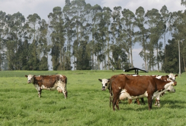 Los productores indígenas de Cooagrinep adquirieron 22 novillas normandas para apostarle a producir leche con alta calidad y, eventualmente, producir carne. Foto: Fedegán Ganaderos indígenas de Cauca, planta transformadora, ganado Normando, indígenas Cauca, ganado Normando, Indígenas de Cauca le apuestan a la ganadería sostenible, Indígenas de Cauca buscan proteger la cuenca del río palo, indígenas ganaderos de Cauca trabajan en pro del medio ambiente, coronavirus, coronavirus Colombia, COVID-19, cuarentena, Ganadería, ganadería colombia, noticias ganaderas, noticias ganaderas colombia, CONtexto ganadero