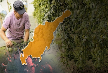 El campo demuestra que es fundamental para la región, pese a que la pandemia vive los momentos más críticos en el país. Foto: El Heraldo - Wikipedia - Freepik. ganadería, ganadería colombia, noticias ganaderas, noticias ganaderas colombia, contexto ganadero, agro, agro del caribe, caribe de colombia, sector agropecuario del caribe, covid-19, covid-19 en colombia, covid-19 región caribe, casos coronavirus región caribe, gobernación de la guajira, gobernación del cesar, gobernación del atlántico, gobernación de sucre,