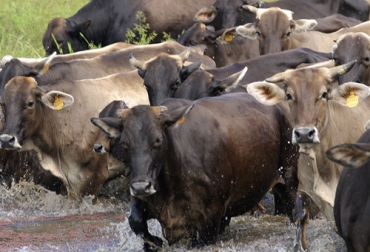 La trazabilidad bovina implica la identificación por parte del consumidor en un corte de carne vacuna, el origen y la identificación del animal. Foto: Fedegán trazabilidad bovina, Identifica, ICA, trazabilidad Colombia, estatus sanitario Colombia, trazabilidad bovina Identifica 2020, zona comercio, avances trazabilidad bovina, MinAgricultura trazabilidad, avances de trazabilidad, trazabilidad bovina colombia, trazabilidad bovina noticias, trazabilidad bovina ica colombia, trazabilidad bovina fedegán, trazabilidad bovina ica avances, coronavirus, coronavirus Colombia, COVID-19, cuarentena, Ganadería, ganadería colombia, noticias ganaderas, noticias ganaderas