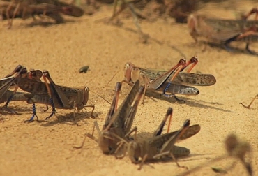La langosta que por esta época ataca las praderas de regiones de Vichada y Meta tiene en alerta a los ganaderos quienes piden la pronta intervención del ICA. Foto: prensalibrecasanare.com langosta, insecto, pérdidas, Praderas, establecimiento, ganaderos, Meta, Vichada, Comité de Ganaderos, Llanos Orientales, ganadería extensiva, quemas, control biológico, control químico, ICA, Agrosavia, pastos nativos, Ganadería, ganadería colombia, noticias ganaderas colombia, CONtexto ganadero