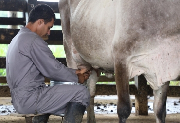 Entre los recursos fueron aprobados $800 millones que serán destinados para brindar apoyo a pequeños y medianos ganaderos con insumos agropecuarios. Foto: Usaid Colombia en Facebook. Ganadería, ganadería colombia, noticias ganaderas, noticias ganaderas colombia, CONtexto ganadero, leche caquetá, lecheros caquetá, producción leche caqueta, 3.400 millones leche caquetá, ganadería caquetá, Gobernación de Caquetá, proyecto ganaderos en caquetá