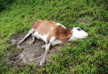 Aún se desconocen las verdaderas causas que provocaron el deceso de los semovientes. Foto: fansdetucaqueta en Facebook. Ganadería, ganadería colombia, noticias ganaderas, noticias ganaderas colombia, CONtexto ganadero, aftosa, animales muertos aftosa, vacunación fiebre aftosa, contexto ganadero hoy, noticias contexto ganadero hoy, San Vicente del Caguán, muerte bovinos san vicente del caguán, muerte ganado san vicente del caguán