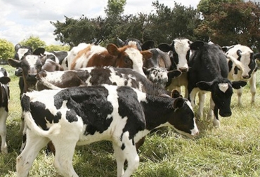 Productores de ganado vacuno insisten en que hace falta más incentivos y mayor orientación para certificarse en BPG. Foto: ica.gov.co Predios BPG Colombia 2020, predios BPG Colombia 2019, Ganaderos Colombia certificación BPG, fincas bpg, certificación Buenas Prácticas Ganaderas Colombia, BPG Colombia 2020, ganaderos predios certificados en BPG, ICA Colombia BPG 2020, ICA BPG 2020, falta interés vacunación brucelosis, predios certificados BPG, ICA predios BPG, coronavirus, coronavirus Colombia, COVID-19, cuarentena, Ganadería, ganadería colombia, noticias ganaderas, noticias ganaderas colombia, CONtexto ganadero