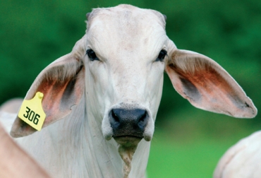 En los últimos dos años, el promedio anual de animales identificados en el programa de trazabilidad ha disminuido significativamente. Foto: Fedegán Identifica, ICA, trazabilidad Colombia, Cifras Identifica junio 2020, trazabilidad bovina Identifica 2020, fedegan, estatus sanitario, libre de aftosa, avances trazabilidad bovina, MinAgricultura trazabilidad, avances de trazabilidad, trazabilidad bovina colombia, trazabilidad bovina noticias, trazabilidad bovina ica colombia, trazabilidad bovina fedegán, trazabilidad bovina ica avances, coronavirus, coronavirus Colombia, COVID-19, cuarentena, Ganadería, ganadería colombia, noticias ganaderas, noticias gana