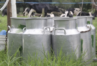Productores de Cundinamarca manifiestan que la industria ha estado limitando el cupo de la compra de la leche en la región. Foto: portalechero.com Ganadería, ganadería colombia, noticias ganaderas, noticias ganaderas colombia, CONtexto ganadero, ganaderos, Ganaderos Cundinamarca, Alpina, recolección de leche alpina, cupo en venta de leche alpina, denuncia compra de leche en Cundinamarca, importación leche en polvo alpina, leche en polvo, compra de leche en cundinamarca, recolección leche en cundinamarca, industria lechera en cundinamarca