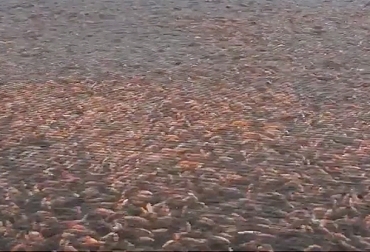 Esta es una imagen del acuicultivo de la represa Betania Yaguara, el más grande en Colombia y está ubicado en Huila. Foto: Cortesía. Alimentación vegetal acuicultura, costos producción acuicultura, acuicultura en Colombia, tipos de acuicultura, acuicultura y pesca, pesca comercial, tipos de pesca, porque necesitamos la acuicultura, que es la acuicultura y en que consiste, piscicultura, coronavirus, coronavirus Colombia, COVID-19, cuarentena, Ganadería, ganadería colombia, noticias ganaderas, noticias ganaderas colombia, CONtexto ganadero