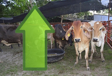 Productores de la región manifiestan que durante la cuarentena el precio del ganado va en aumento. Foto: llanera.com - pngegg.com Ganadería, ganadería colombia, noticias ganaderas, noticias ganaderas colombia, CONtexto ganadero, ganaderos, ganaderos arauca, comercialización ganadeor arauca, precios ganado arauca, precio del ganado, precio del ganado en arauca, precio de la leche, comercialización de la leche, comercialización de la leche en Arauca, compra y venta de ganado, compra y venta de ganado en arauca, ganaderos colombianos