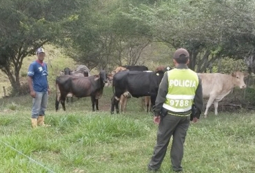 Los productores de Huila se han resignado a las pérdidas que les genera el abigeato. Foto: m.lanacion.com.co Ganadería, ganadería colombia, noticias ganaderas, noticias ganaderas colombia, CONtexto ganadero, ganaderos, ganaderos colombia, ganaderos huila, inseguridad Huila, abiegato huila, abigeato huila 2020, control abigeato huila, autoriades huila, acciones autoriades huila, hurto de animale shuila, robo de animales huila