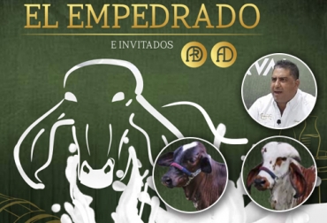 Las hembras de levante gyrolandas se vendieron en promedio entre los $7 y $9 millones, mientras que las gyr alcanzaron los $25 millones como media, y un valor máximo de $40 millones. Foto: Cortesía Hacienda El Empedrado, producción de leche, gyr lechero, Gyrolando, holstein, pastoreo rotacional intensivo, Buenas Prácticas Ganaderas, BPG, producción diaria de leche, ganaderías de Brasil, reserva especial El Empedrado, remate virtual El Empedrado, Subastar, remate virtual reserva especial Empedrado Subastar 2020, coronavirus, coronavirus Colombia, COVID-19, cuarentena, Ganadería, ganadería colombia, noticias ganaderas, noticias ganaderas colombia, CONtexto ganadero