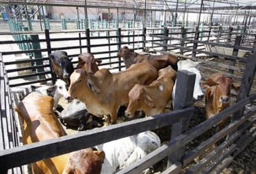 Los productores de Norte de Santander consideran que la zona de protección ha afectado más el precio del ganado que la cuarentena. Foto: laopinion.com.co Ganadería, ganadería colombia, noticias ganaderas, noticias ganaderas colombia, CONtexto ganadero, ganaderos, ganaderos colombia, ganaderos Norte de Santander, precios ganado, precios ganado Norte de Santander, comercialización ganado norte de santander, compra y venta ganado norte de santander, friogan norte de santander
