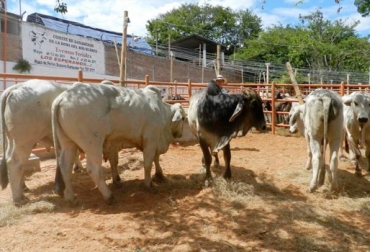Los productores del Cesar denuncian que se les está impidiendo la comercialización de los animales. Foto: vanguardia.com Ganadería, ganadería colombia, noticias ganaderas, noticias ganaderas colombia, CONtexto ganadero, ganaderos, ganaderos colombia, ganaderos del cesar, productores del cesar, inventario ganadero del cesar, resolución zonificación, guías de movilización, comercio ganadero en el cesar, comercialización ganadera del cesar, comercialización ganados en el cesar