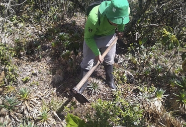 Más de $14 000 millones van a invertirse en dos proyectos de arborización y reforestación. Foto: Cortesía. Ganadería, ganadería colombia, noticias ganaderas, noticias ganaderas colombia, CONtexto ganadero, Antioquia, plan reforestación antioquia, proyecto reforestación antioquia, Gobernación de Antioquia, Reforestadora Integral de Antioquia, árboles Antioquia