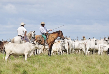 Los ganaderos del Casanare le quieren sacar provecho al frigorífico que tendrán el próximo año para incursionar en el mercado de la carne y así obtener un mayor beneficio de la actividad. Foto: laschivasdelllano.com - alfonso giraldo Casanare, Comité de Ganaderos, frigorífico frontino, carne, mercado, Meta, villavicencio, carne en canal, valor agregado, hato ganadero, negocios, comercialización, Ganadería, ganadería colombia, noticias ganaderas colombia, CONtexto ganadero