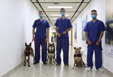 Estos perros gracias a su entrenamiento tienen un valor predictivo negativo de 99.9 % es decir, detectan a cualquiera que tenga coronavirus y un valor predictivo positivo del 85 %. Foto: Gobernación de Antioquia. Ganadería, ganadería colombia, noticias ganaderas, noticias ganaderas colombia, CONtexto ganadero, perros, perros detectar covid-19, investigación antioquia covid-19, uso perros detectar covid-19, perros coronavirus, perros detectar coronavirus