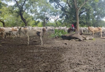 Los productores de Arauca piden ayuda a las autoridades para controlar el abigeato en la región. Foto: policia.gov.co Ganadería, ganadería colombia, noticias ganaderas, noticias ganaderas colombia, CONtexto ganadero, Abigeato, abigeato Arauca, aumento de abigeato en arauca, aumento de carneo en Arauca, falta de autoridades Arauca, mayor control de abigeato en Arauca