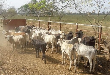 El constante robo de animales tiene alarmadas a las autoridades y productores locales. Foto: ejercito.mil Ganadería, ganadería colombia, noticias ganaderas, noticias ganaderas colombia, CONtexto ganadero, Abigeato, abigeato Cesar, robo de ganado en el cesar, aumento del robo de ganado en el cesar, Ganaderos del Cesar, Fiscalía, todos contra el abigeato en el cesar, fiscalía todos contra el abigeato