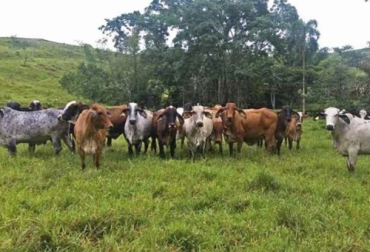 La llegada de las lluvias ha mantenido buenos pastos en el ganado, por lo cual los precios de comercialización están en su mejor momento. Foto: notiguajira.com Ganadería, ganadería colombia, noticias ganaderas, noticias ganaderas colombia, CONtexto ganadero, lluvias en la guajira, pastos verdes en la guajira, aprovechamiento lluvias en la guajira, buena racha en la guajira, precio histórico ganado en la guajira, precios históricos del ganado en la guajira