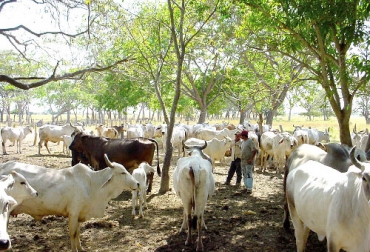 Los productores de La Guajira consideran que las autoridades deben controlar de forma más estricta la entrada de animales procedentes de Venezuela. Foto: elpilon.com.co Ganadería, ganadería colombia, noticias ganaderas, noticias ganaderas colombia, CONtexto ganadero, Abigeato, abigeato Arauca, aumento de abigeato en arauca, aumento de carneo en Arauca, falta de autoridades Arauca, mayor control de abigeato en Arauca