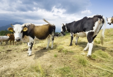 Entre los objetivos del Clúster de Derivados Lácteos, se destacan la búsqueda de innovación en el sector lechero, el fomento al consumo y la difusión de prácticas ambientales. Foto: camaramedellin.com.co Clúster Derivados Lácteos Colombia, 3º Congreso Clúster Derivados Lácteos Colombia, leche, clúster lácteo, clúster de derivados lácteos, Clúster Derivados Lácteos Medellín, Cámara de Comercio de Medellín, SECTOR LÁCTEO COLOMBIA, producción leche Colombia, fedegan, sector ganadero, charlas sobre ganadería, charlas lechería, ganado bovino, Ganadería, ganadería colombia, noticias ganaderas, noticias ganaderas colombia, CONtexto ganadero, contextoganadero