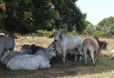 Con diversos ajustes en temas como la alimentación, los forrajes, el transporte y el manejo, se logra mejorar la calidad de la carne. Foto: ceo.uniandes.edu.co carne, Orinoquía, Competitividad, cebú, Criollos, europeos, cruces, alimentación, ceba, Cortes de carne, terneza, manejo del hato, transporte, sacrificio, degradación de las praderas, pastoreo, Ganadería, ganadería colombia, noticias ganaderas colombia, CONtexto ganadero