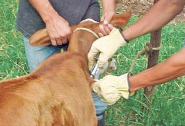 La aplicación de la vacuna aftosa + rabia se hace en el ciclo de vacunación para ahorrar costos, pero no hay un programa para capacitar a los ganaderos en la importancia de prevenir esta enfermedad. Foto: govserv.org vacuna contra la rabia bovina en Colombia, vacuna rabia bovina, rabia en bovinos, vecol vacunas, vacuna antirrabica bovina precio, rabigan, rabia bovina tratamiento, aftosa más rabia, aftosa+rabia, rabia bovina en Colombia, rabia bovina tratamiento, ganado bovino, ganadería bovina, Ganadería, ganadería colombia, noticias ganaderas, noticias ganaderas colombia, CONtexto ganadero, contextoganadero