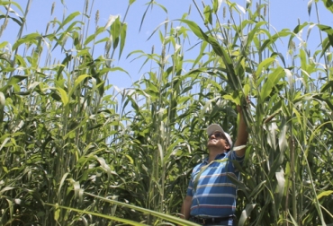 La siembra de sorgo forrajero de Agrosavia en el departamento del Meta, bajo sistemas agrosilvopastoriles ya comienza a dar resultados para la elaboración de silos para la temporada seca. Foto: minagricultura.gov.co sorgo forrajero, Agrosavia, Meta, alimentación bovinos, Sequía, sistemas agrosilvopastoriles, pastos, Braquiaria, ensilaje, Silos, yopo, eucalipto pellita, abarco, Ganadería, ganadería colombia, noticias ganaderas colombia, CONtexto ganadero