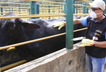 Dada la complejidad logística del ciclo de vacunación, esta tarea comienza a prepararse varias semanas y hasta meses antes de iniciar su ejecución. Foto: Fedegán ciclo de vacunacion fiebre aftosa 2020, ciclo de vacunacion aftosa 2020, ciclo de vacunacion ica 2020, fedegan ciclo de vacunacion 2020, ruv de vacunación, primer ciclo de vacunacion aftosa 2020, segundo ciclo de vacunacion aftosa 2020, segundo ciclo vacunación aftosa, ganado bovino, ganadería bovina, Ganadería, ganadería colombia, noticias ganaderas, noticias ganaderas colombia, CONtexto ganadero, contextoganadero