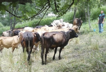 En la finca Manzanares (foto), los asistentes podrán aprender sobre temas como fundamentos de ganadería regenerativa o sistemas de pastoreo. Foto: Álvaro Aristizábal Cursos personalizados, curso ganadería regenerativa, Ganadería Sostenible, ganadería sostenible Colombia, Acoganar, Ganadería regenerativa, ganadería amigable con el medio ambiente, Sistemas silvopastoriles, ganadería rentable y regenerativa, mejorar el suelo con ganadería, ahorrar costos en ganadería, ganadería regenerativa Colombia, Ganadería, sostenible, Colombia, ganado bovino, ganadería bovina, Ganadería, ganadería colombia, noticias ganaderas, noticias ganaderas colombia, CONtexto ganadero, contextoga