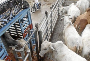 El ICA y el Invima autorizan el sacrificio de animales provenientes de la zona de protección a condición de que cumplan los requisitos contemplados en la circular conjunta 01. Foto: diariolalibertad.com Movilización ganado zona de protección, movilización ganado plantas de beneficio zona de protección, Invima, ICA, guía movilización ganado bovino Colombia, transporte ganado bovino Colombia, zonificación, zonificación norte de santander, zonificación arauca, movilización, Fiebre aftosa, fiebre aftosa en colombia 2020, Colombia libre de fiebre aftosa, fiebre aftosa prevención y control, OIE, zonificación oie, ganado bovino, ganadería bovina, Ganadería, ganadería colombia, noticias ganaderas, noticias ganader