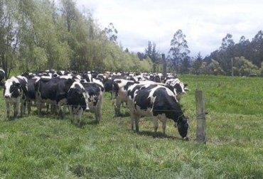 Desde Tecnigán Cundinamarca se apoya a los ganaderos para que participen en las diferentes convocatorias y tengan mayores probabilidades de ser beneficiados. Foto: subachoque.evisos.com.co cundinamarca, empoderamiento, Tecnigán, Proyectos productivos, Secretaría de la Mujer, Gobernación de Cundinamarca, Asohatorhur, Asograncu, Cucunubá, Asolhatogs, Suesca, Sol de Labranza, Chocontá, Asogamu, Ubalá, Proleag, Asoganyo, Gachetá, Colfe, Fúquene, Ganadería, ganadería colombia, noticias ganaderas colombia, CONtexto ganadero
