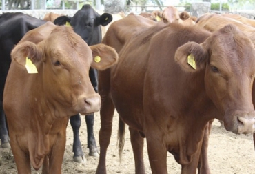El ICA ha logrado identificar alrededor de 285 000 animales en lo corrido del 2020, con mayores coberturas en departamentos de la frontera con Venezuela. Foto: ica.gov.co Identifica, ICA, trazabilidad Colombia, Cifras Identifica octubre 2020, trazabilidad bovina Identifica 2020, fedegan, estatus sanitario, libre de aftosa, avances trazabilidad bovina, MinAgricultura trazabilidad, avances de trazabilidad, trazabilidad bovina colombia, trazabilidad bovina noticias, trazabilidad bovina ica colombia, trazabilidad bovina fedegán, trazabilidad bovina ica avances, ganado bovino, Ganadería, ganadería colombia, noticias ganaderas, noticias ganaderas colombia, CONtexto ganadero, conte