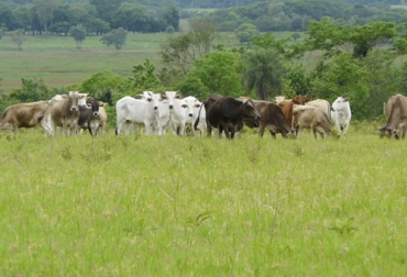 Por iniciativa de la Secretaría de Ambiente de Villavicencio se quiere impulsar la reforestación en fincas ganaderas del municipio, apoyando así los sistemas silvopastoriles. Foto: periodicodelmeta.com reforestación, Secretaría del Medio Ambiente, villavicencio, Tecnigán, Comité de Ganaderos, Sistemas silvopastoriles, cercas vivas, alianza, árboles dispersos, material vegetal, mano de obra, certificación, negocios verdes, Buenas Prácticas Ganaderas, Ganadería, ganadería colombia, noticias ganaderas colombia, CONtexto ganadero